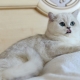 Silver chinchilla cat: description and rules of keeping
