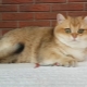 Golden Chinchilla cat: characteristics, choices and conditions of detention