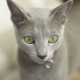 Cats that do not shed: breed name and description