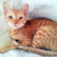 Cats of the Arabian Mau breed: description and features of care