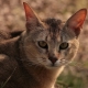 Chausi cats: description and content