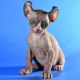 Cats of elf breed: description, character, care and feeding