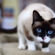 Snow-shu cats: description, color variations and content