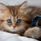 The kitten eats toilet filler: how harmful is it and what to do in this situation?