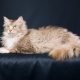 Laperm: description of cats, their character and features of the content