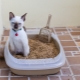 Tray for cats: types, sizes and selection rules