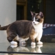 Munchkin: a description of the breed of cats, types and content