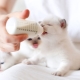 Is it possible to feed the kitten baby food?