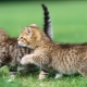 Soft food for kittens: manufacturers rating and selection rules