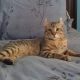 Highlander Cats Overview