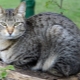 Coloring, maintenance and feeding of purebred cats and cats