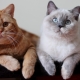 British cats colors
