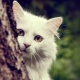 Description of Angora cats, their characteristics of keeping and feeding
