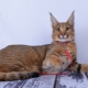 Description and content of cats breed karaket