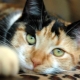 Description breeds and content tricolor cats