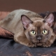Description of the breeds of chocolate cats and their content