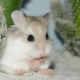 Original and beautiful names for hamster girls