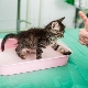 Features antigadina for cats and the rules for its use