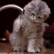 Why are cats afraid of water?