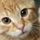 Why do cats trample us?