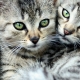 Striped cats: features, breeds, selection and care