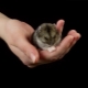 Rules for keeping dzhungar hamster at home