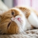 The origin of the exotic breed of cats, care and breeding