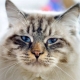Ragamaffin: a description of the breed of cats, keeping and breeding