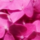 Kulay ng rosas sa sikolohiya