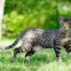 Savannah: a description of the breed, especially the nature and content
