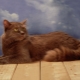 Chantilly-Tiffany: breed description, nature and rules of care