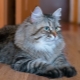 Siberian cats of gray color: characteristics and features of care