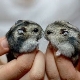 How long do Jungar hamsters live?