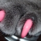 Tips for choosing and instructions for use anti-scratch for cats