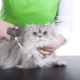 Haircut cats: features and recommendations