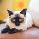 Color options for Thai cats