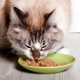 Super-premium Wet Cat Food: Composition, Brand, Choice