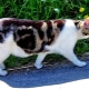 All you need to know about cats breed Manx