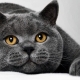 All about British cats and cats
