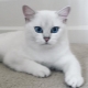 All about cats and cats breed Kobe