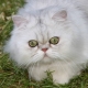 All about chinchilla cats