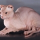 All about cats breed Ukrainian Levkoy