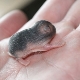 All about newborn hamsters