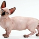 All about breed cats Minsk