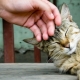 All about raising and re-education of cats