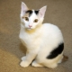 Japanese cats: characteristics, choices and rules of care