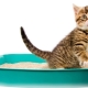 Japanese cat litter