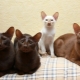Java cat: how it looks and how to care for it?
