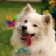 American Eskimo Spitz: Mga Katangian at Mga Subtlety ng Nilalaman