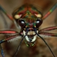 Arachnophobia: symptoms and remedies